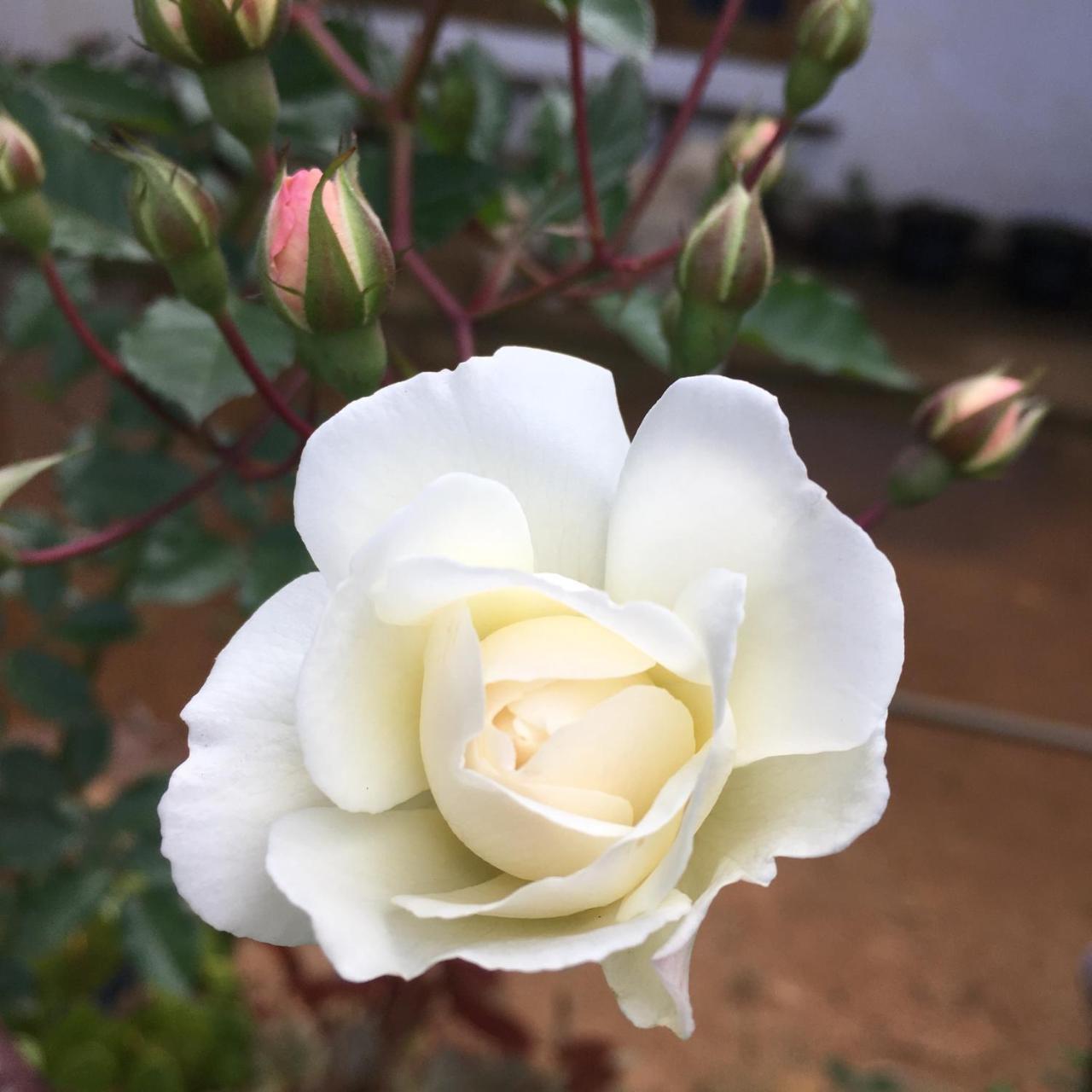 Adisham Village Home Beragala Luaran gambar